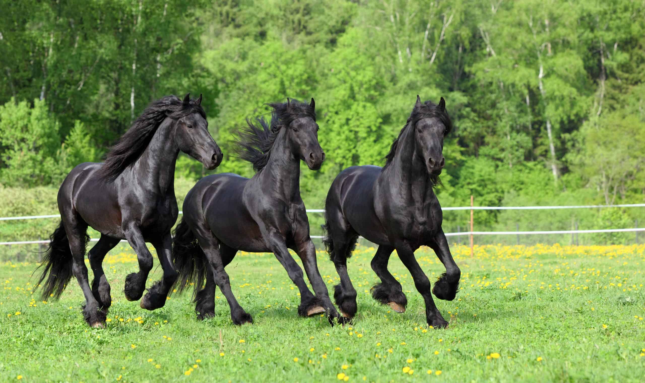 Three galloping friesian horses in summer meadow