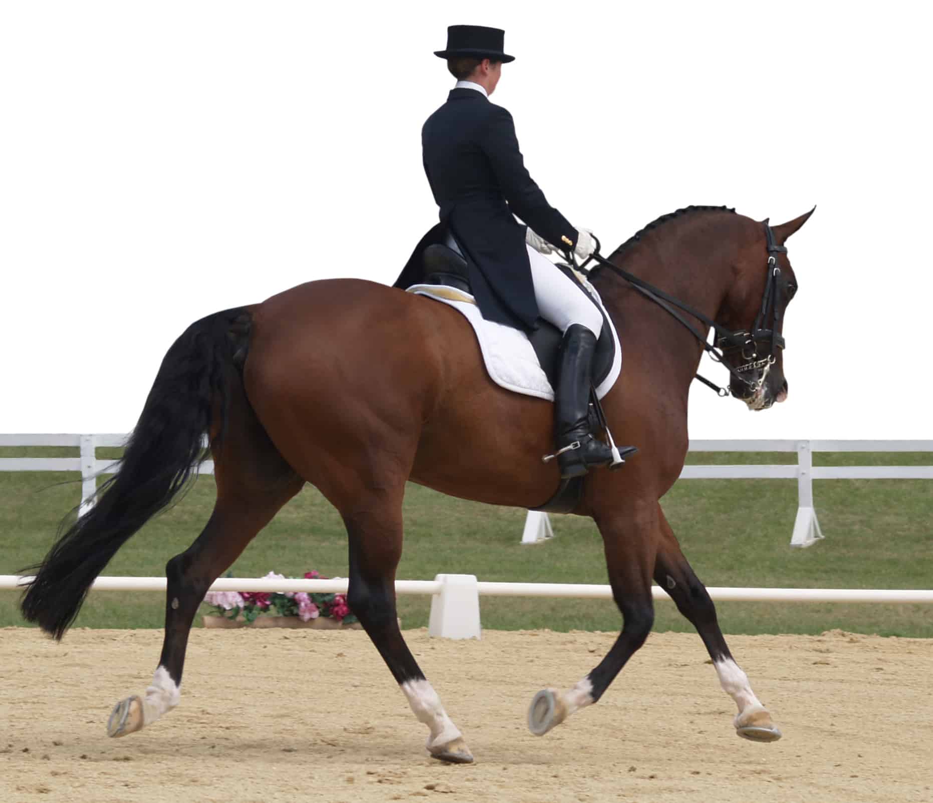 horseback riding styles dressage