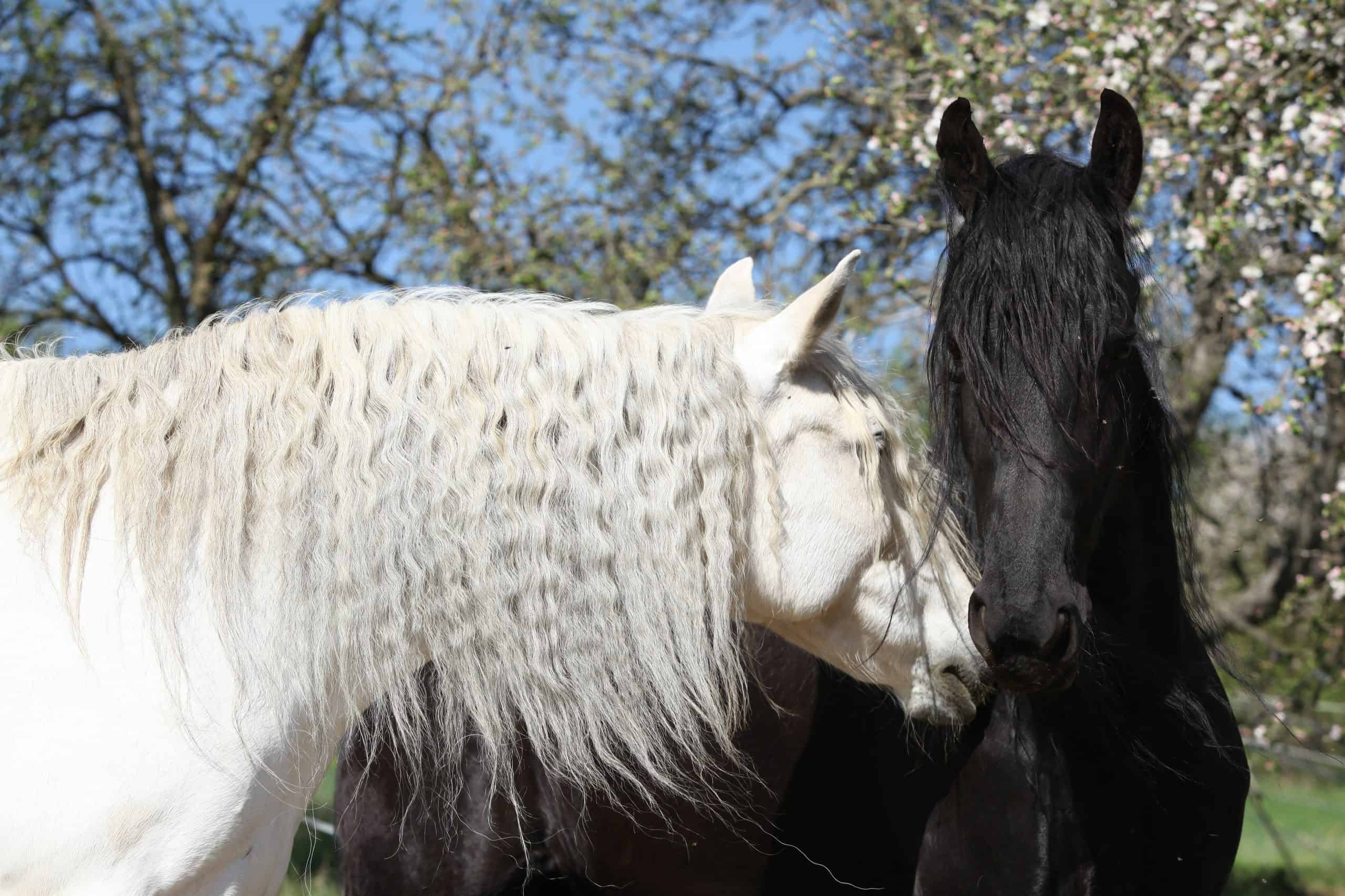 White andalusian horse with black friesian horse in spring