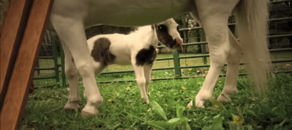 einstein world's smallest stallion