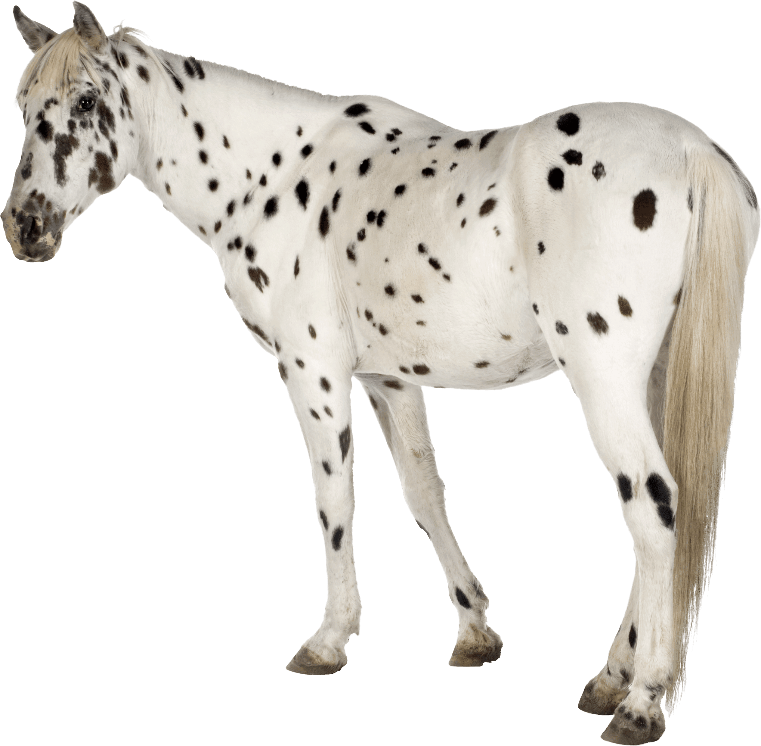 All About the Appaloosa Horse Breed 