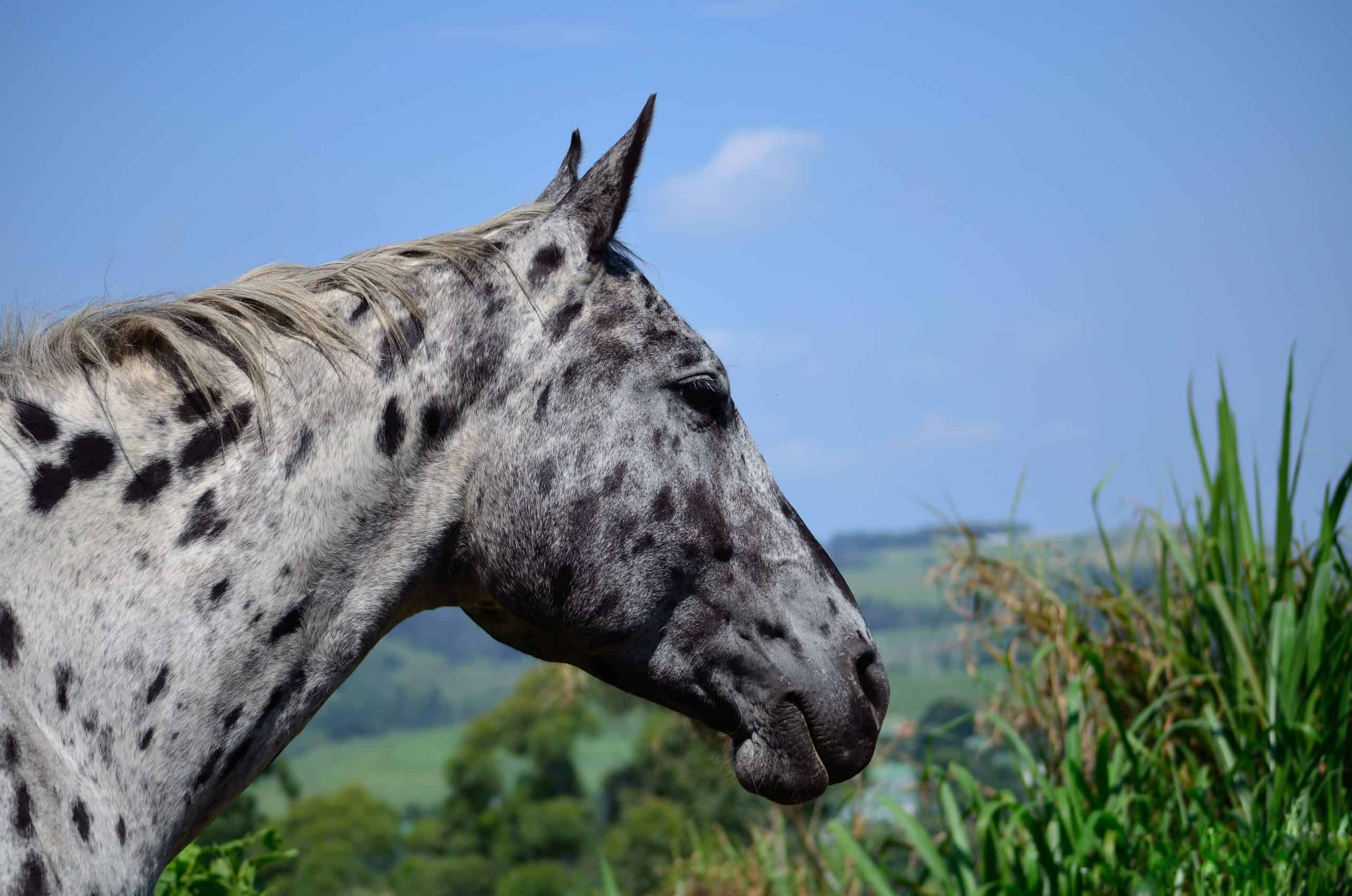 Things You Did Not Know About the Appaloosa - Welcome to Horse Properties  Blog