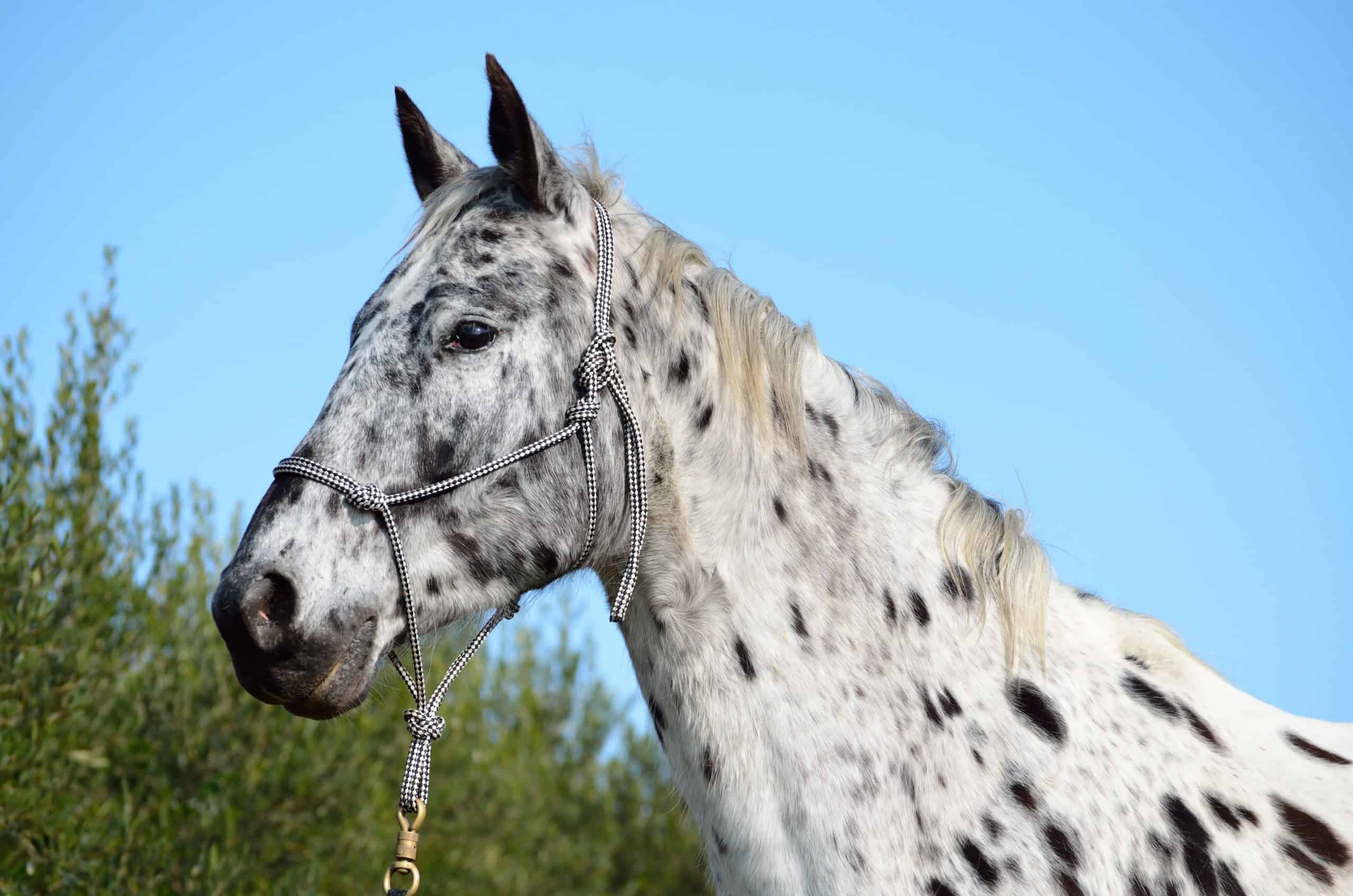 Things You Did Not Know About the Appaloosa - Welcome to Horse Properties  Blog