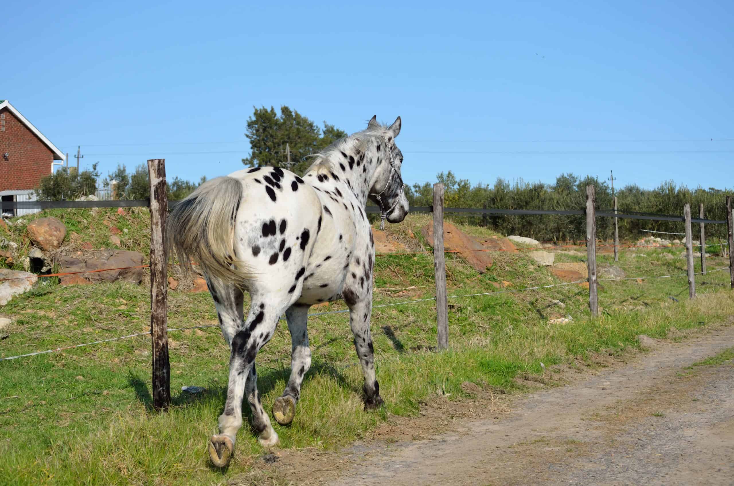 A appaloosa horse going along a farm road