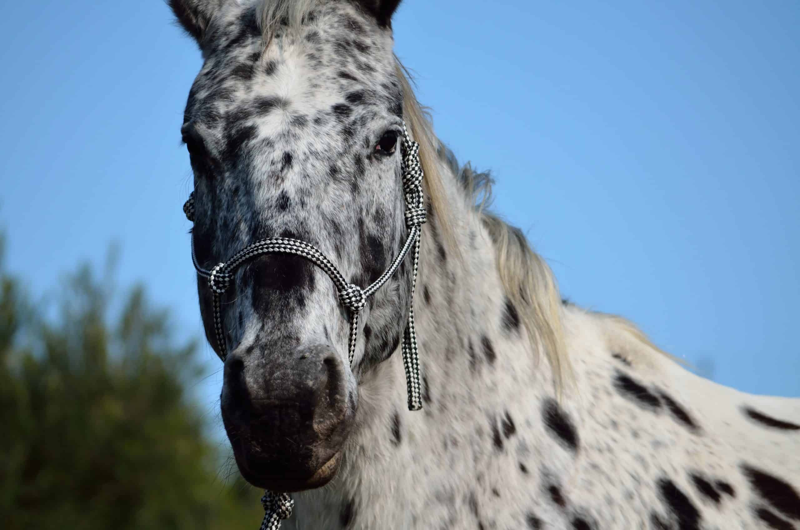 Appaloose Horse  One of the most popular horse breeds in the US