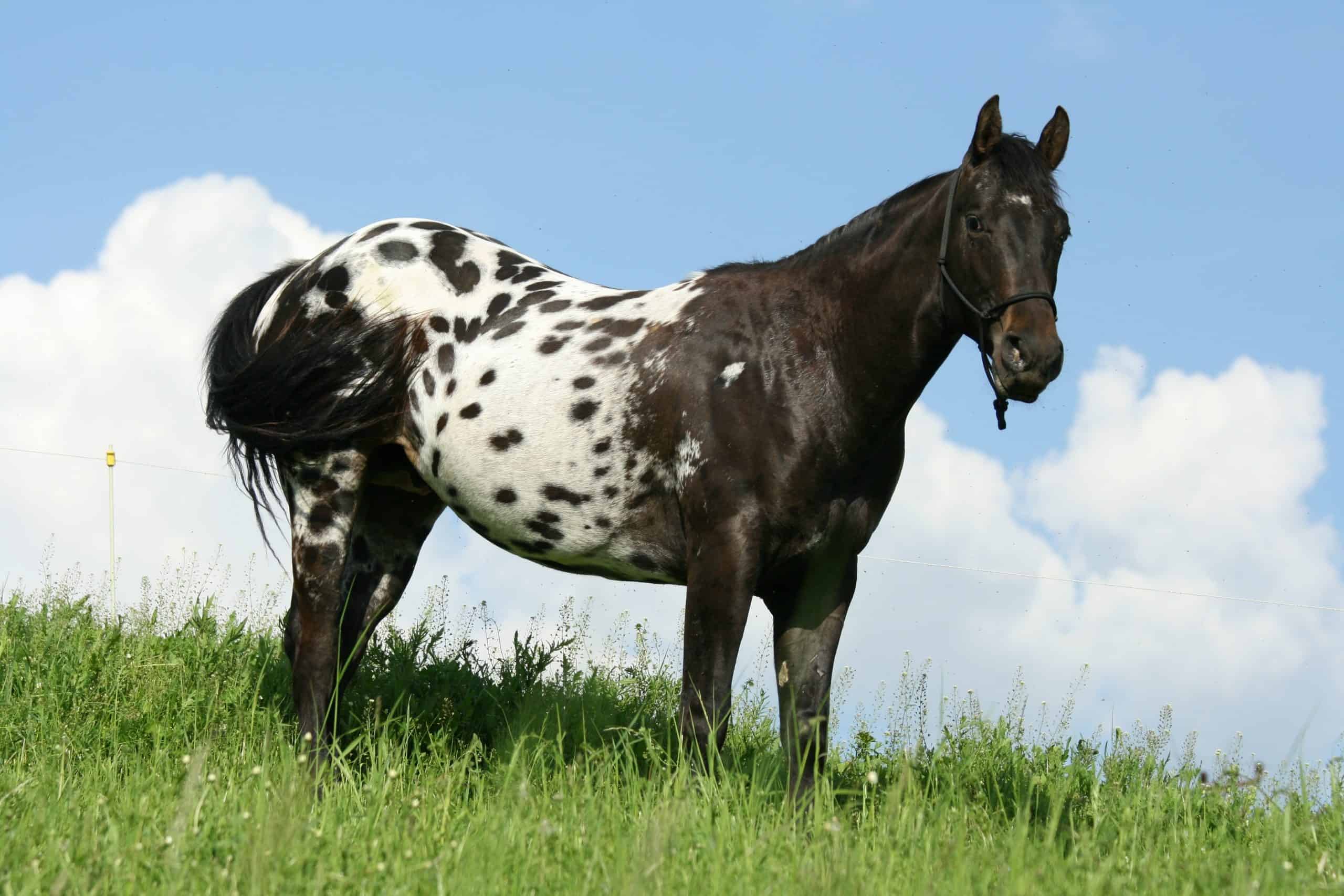 Amazing Horse - Appaloosa Horses 