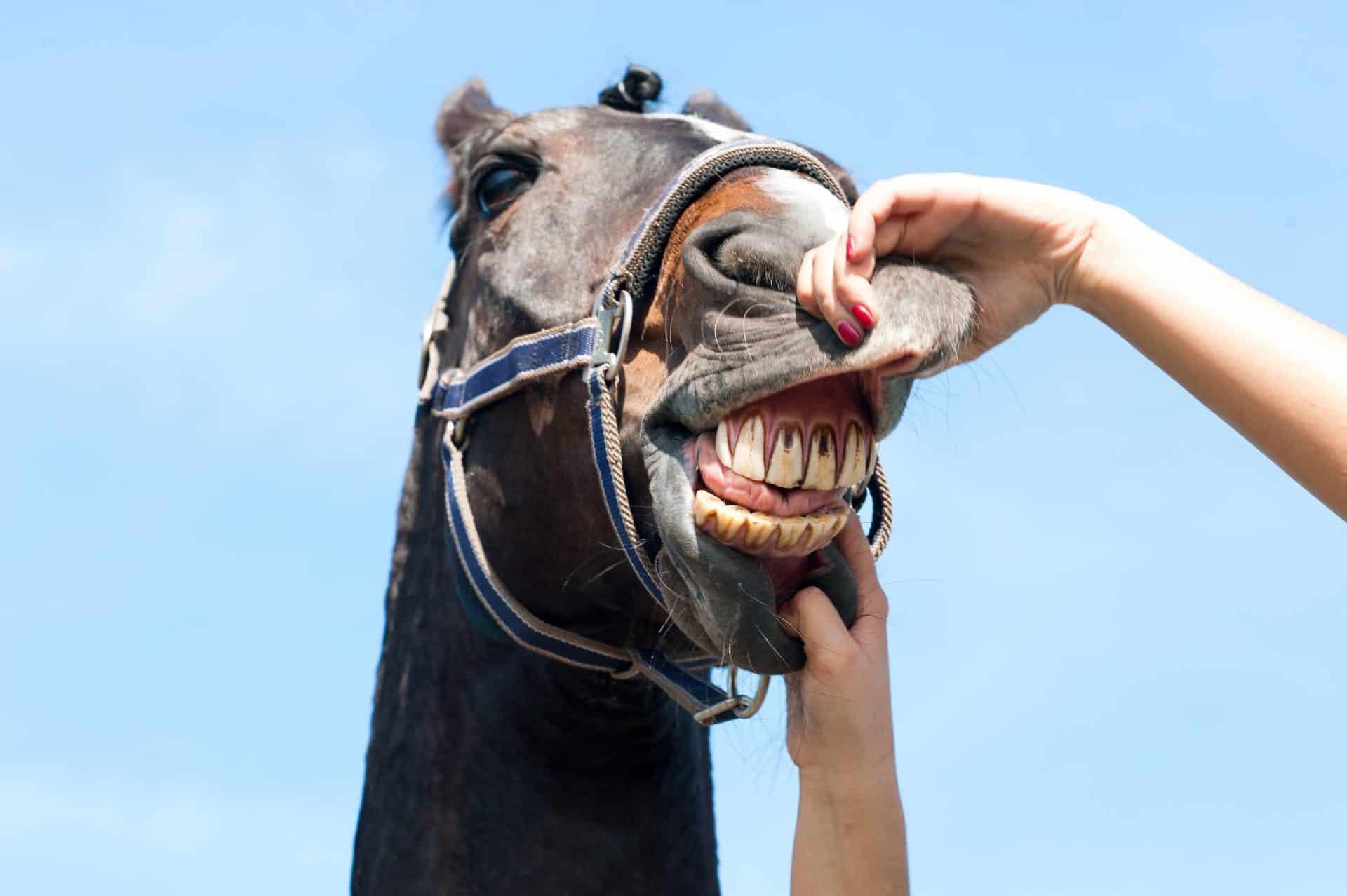 7 Important Things You Should Know About Horse Teeth