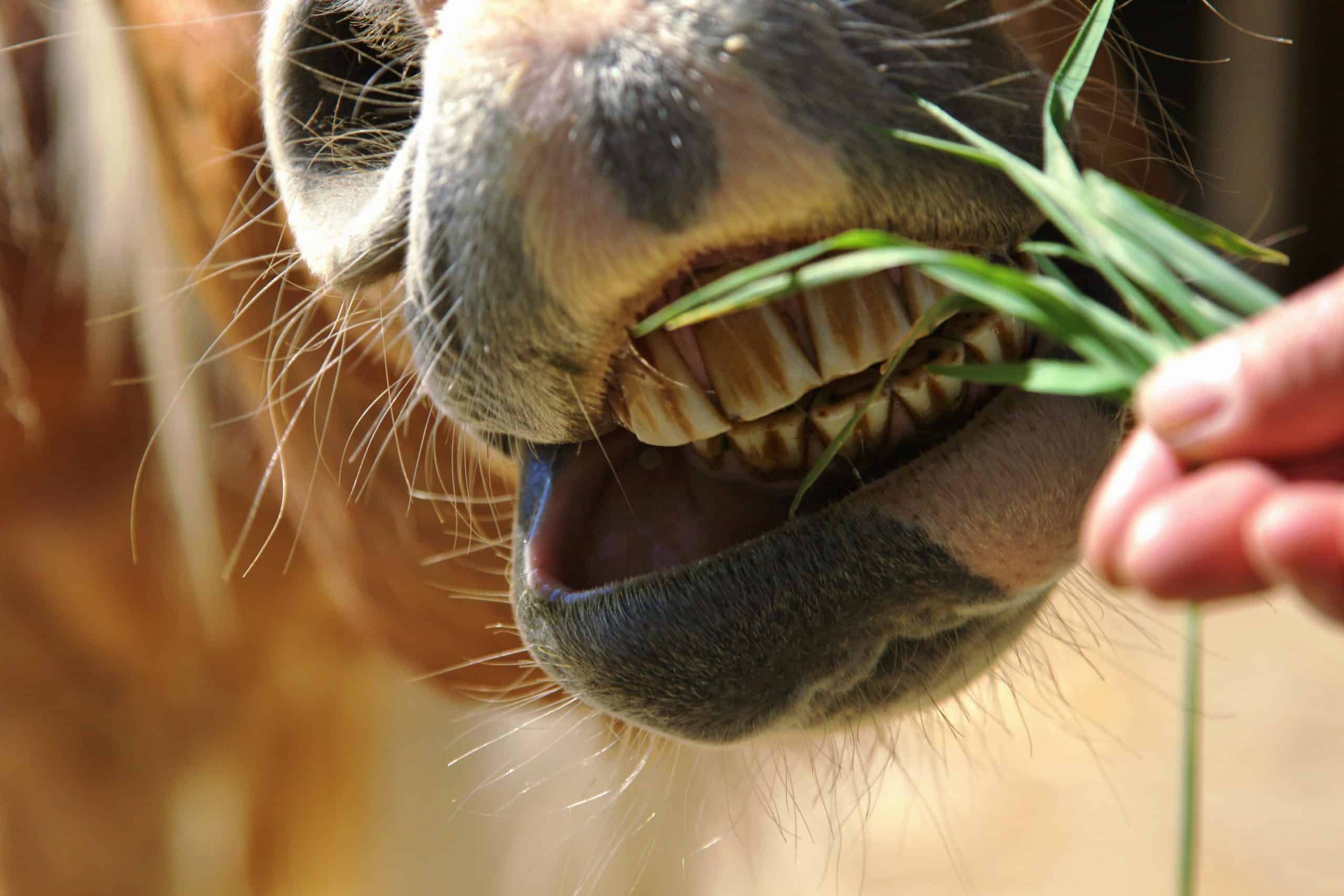 horse mouth and teeth reaching for food.