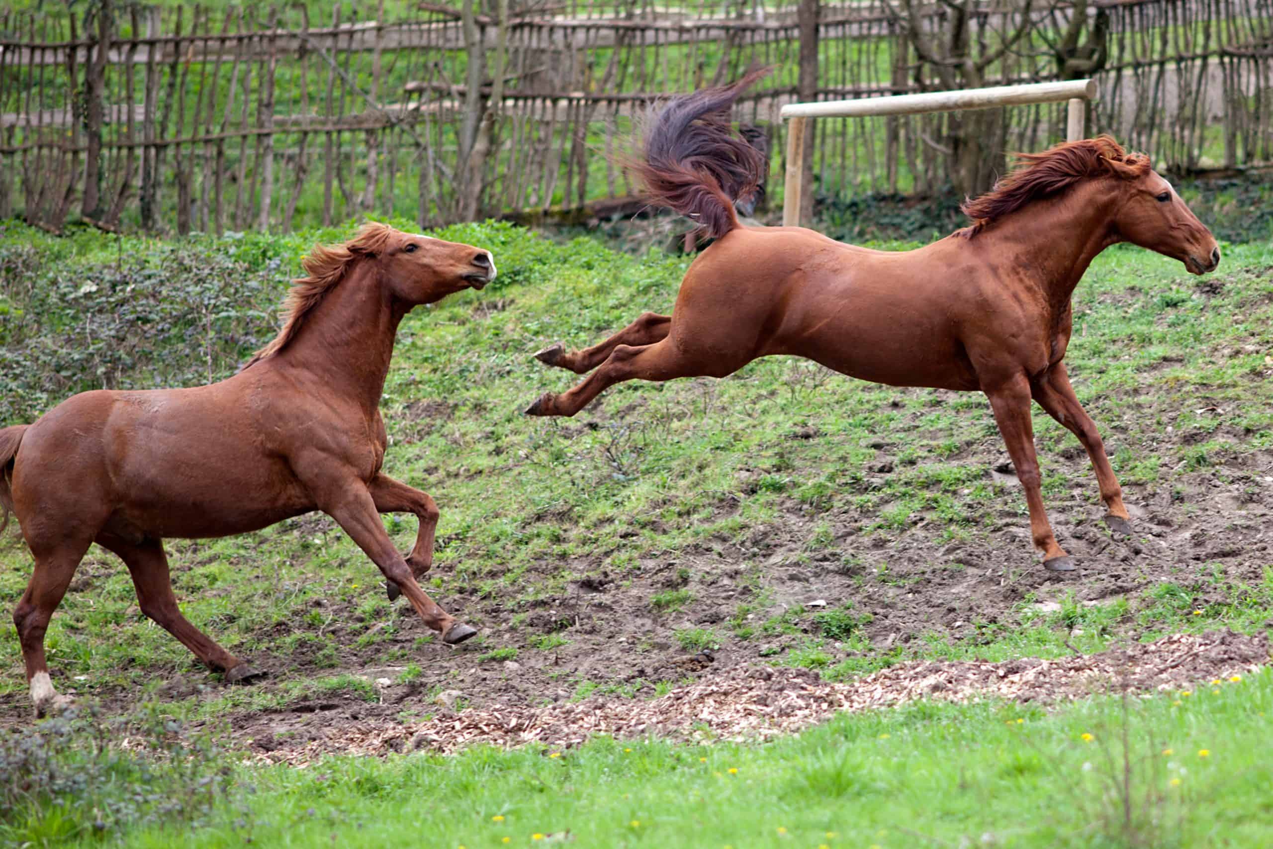 Horse buck and kick out