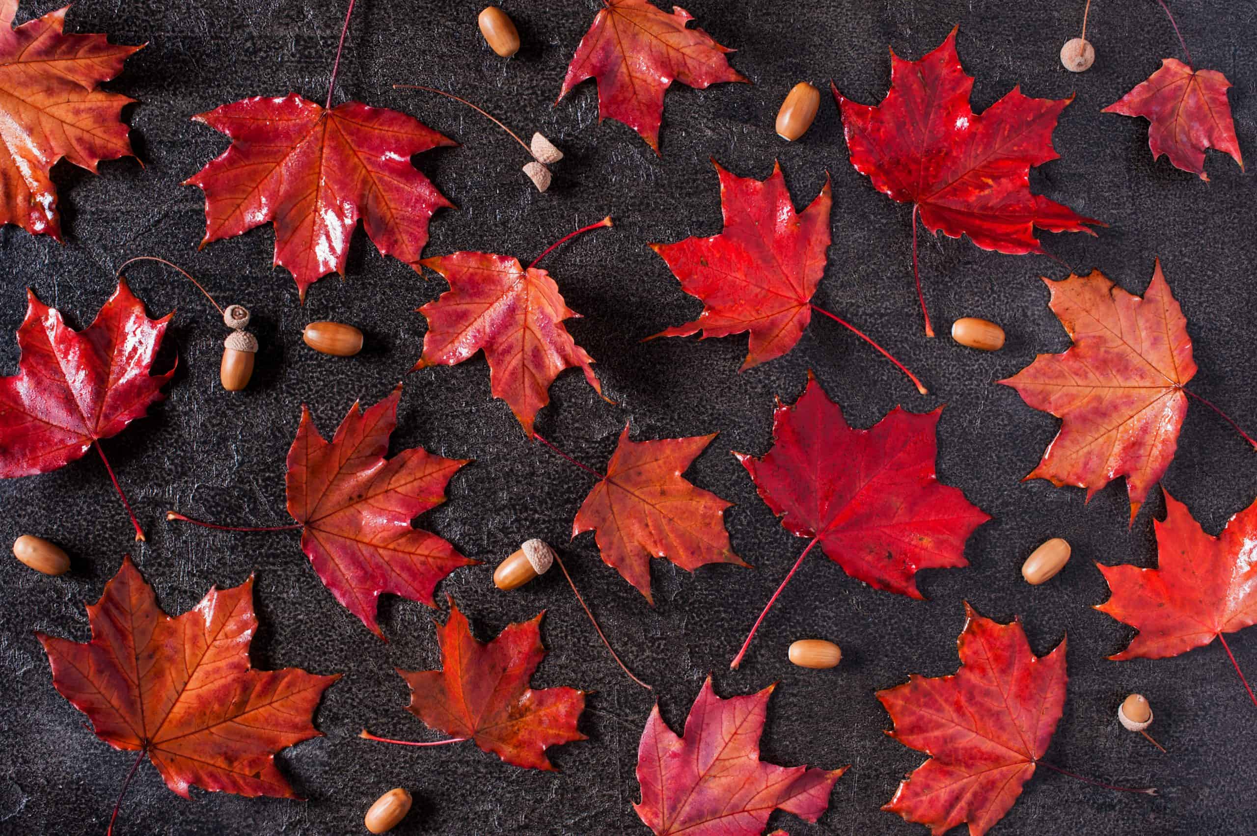 Pattern of red bright maple leaves and acorns on the black textured background, flat lay