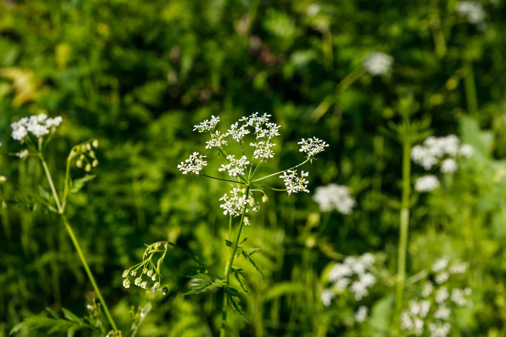 The 10 Most Toxic Plants To Horses In North America