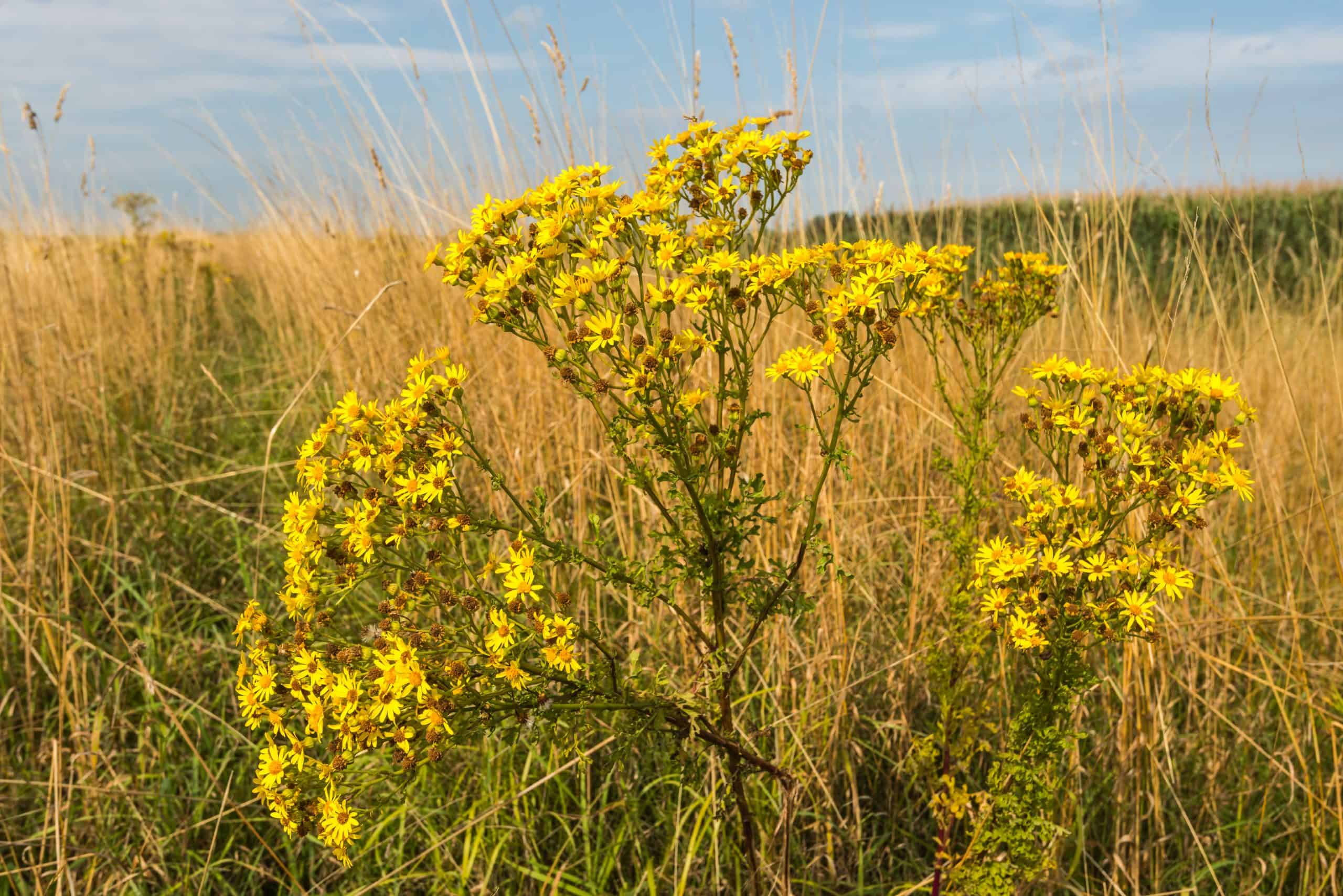 Closeup of yellow flowering tansy ragwort in front of yellowed grasses and a field with silage maize plants.