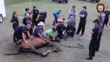 Rescuers Come Together To Save A Senior Horse Trapped In Mud