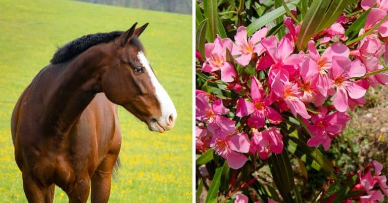 toxic plants for horses