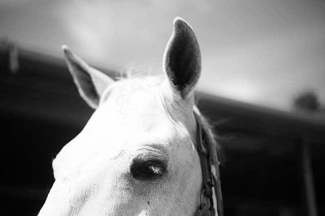 The 5 Most Common Types Of Cancer In Horses – iHeartHorses.com