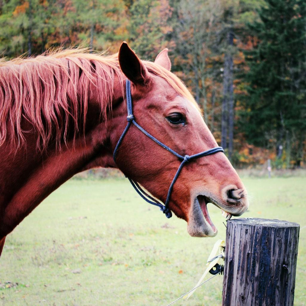 7 Things You Should Know About Horse Teeth