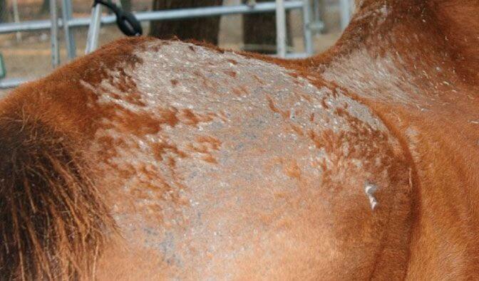 pictures of skin tags on horses