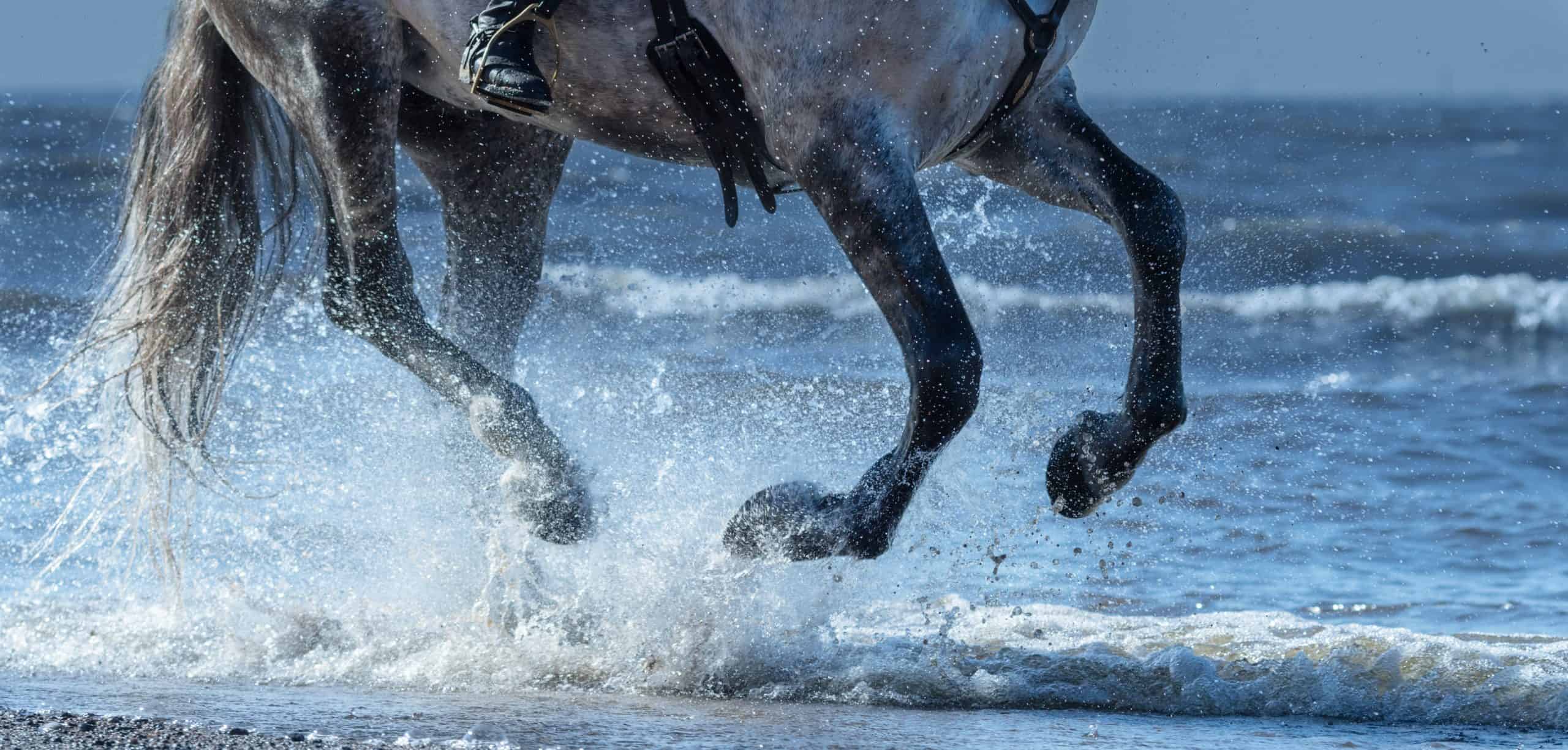 Dapple-grey horse run gallop on water. Legs of horse close up into sea with splashes.