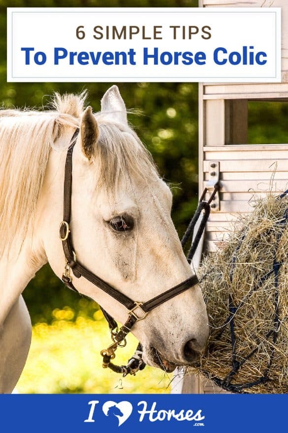 6 Simple Colic Prevention Tips For Your Horse