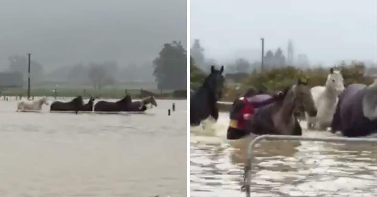 horses in flood