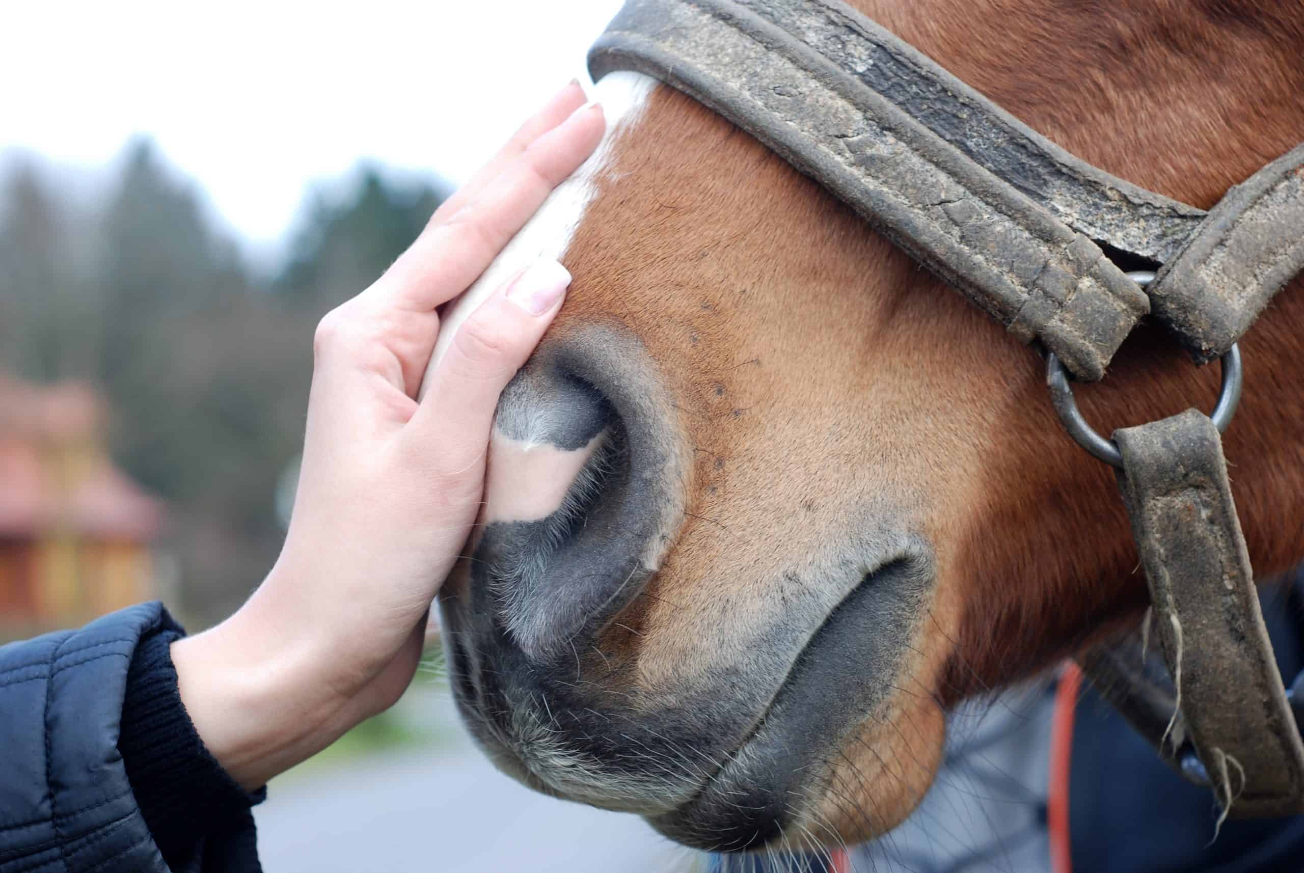 Hand stroke horse