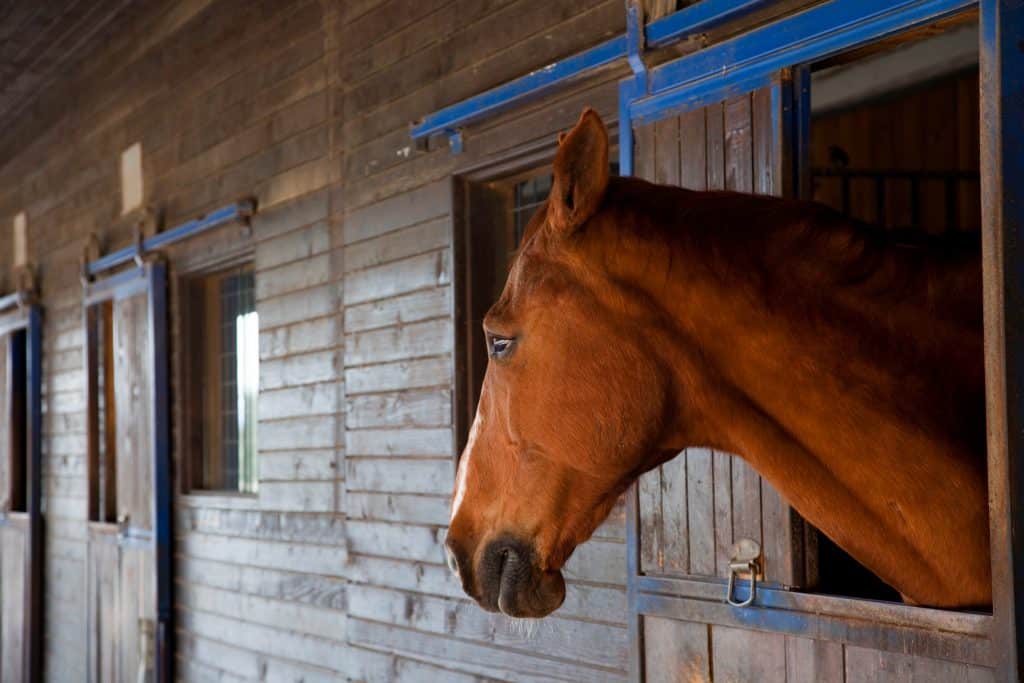 why do some horses look so sad?