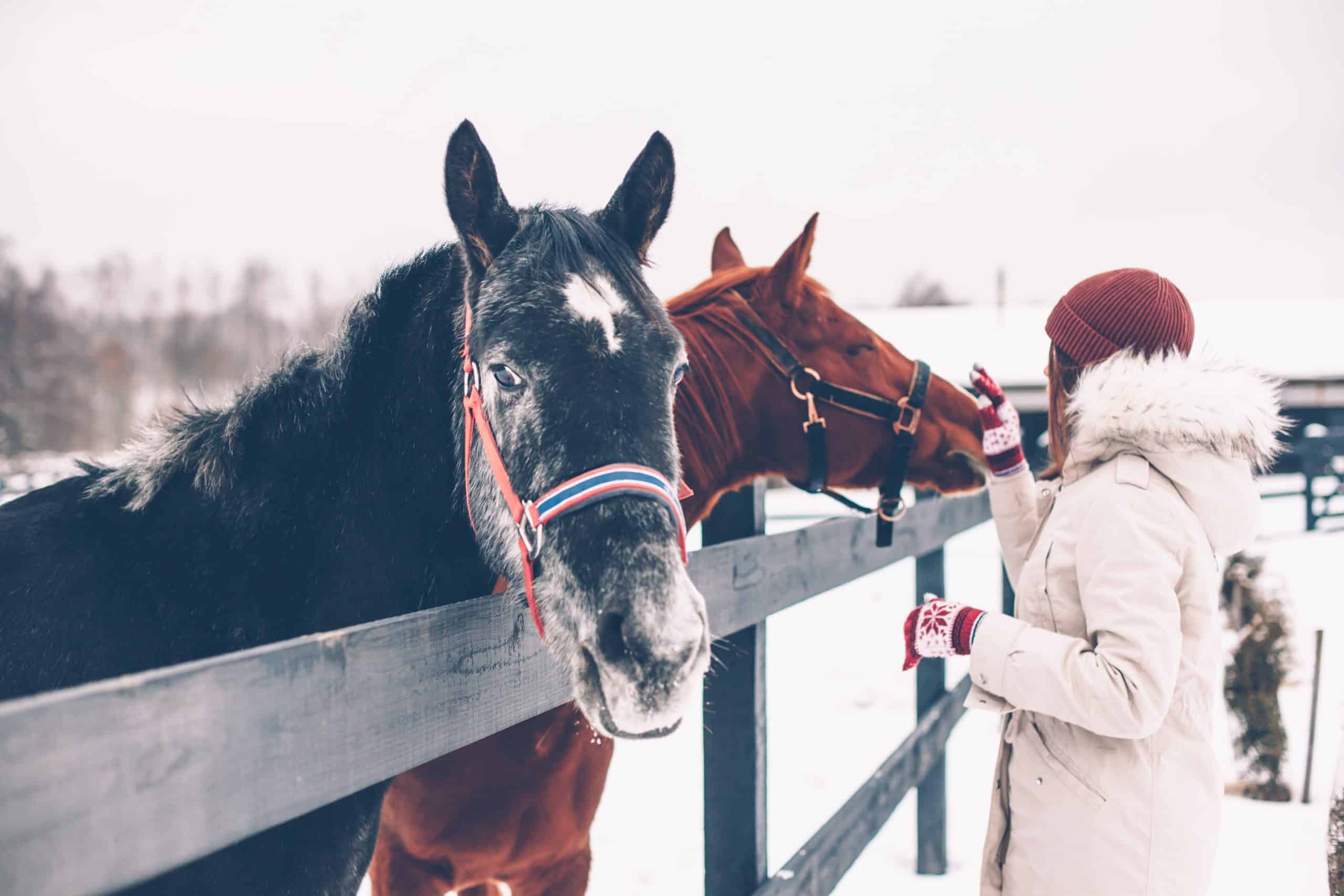 Photo of teenage girl touching a horse on the ranch in cold snowy day. Healthy winter vacations in countryside.