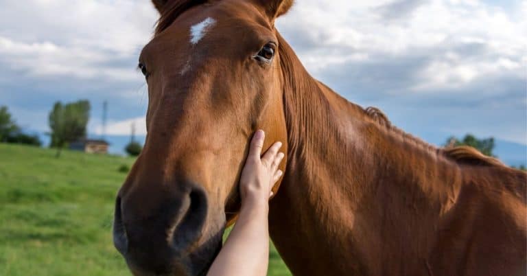 horses emotional transfer with humans