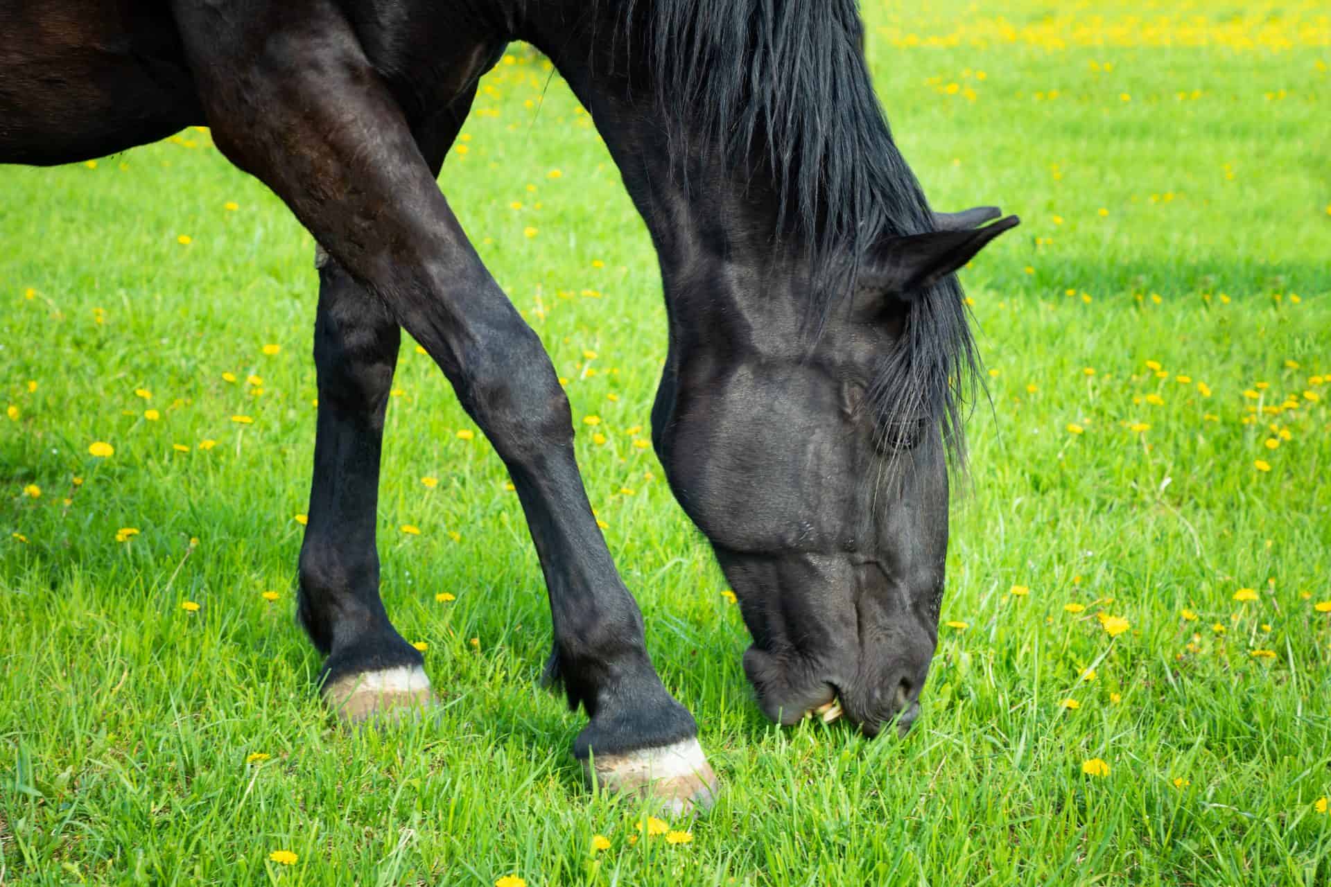 16 Facts About Horse Digestion Every Owner Should Know