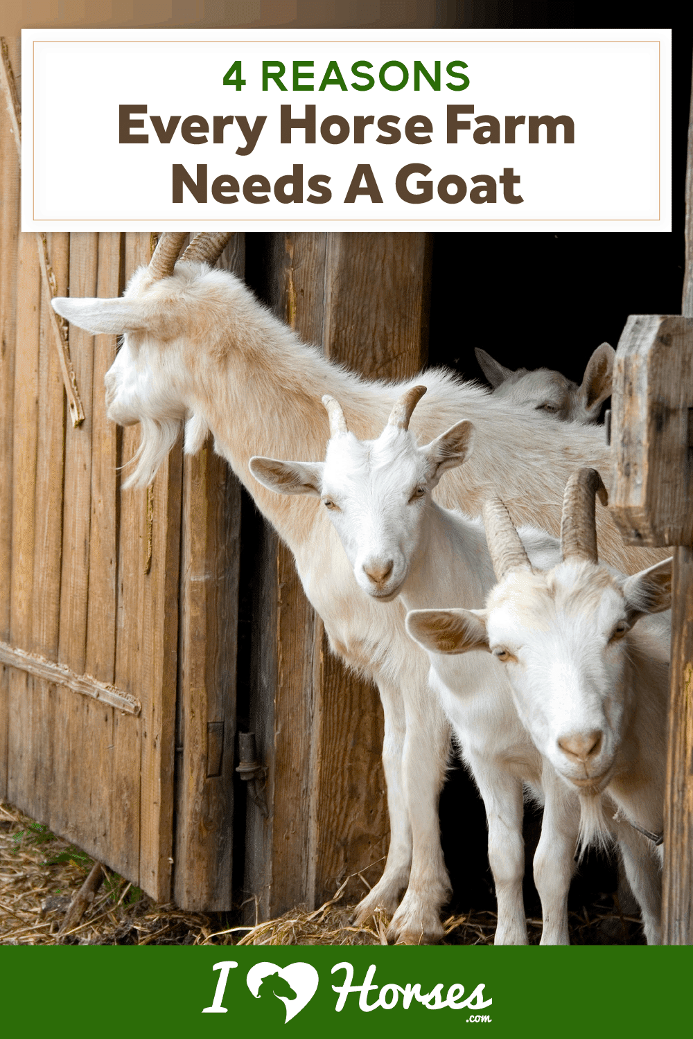 4 Reasons Every Horse Farm Needs A Goat-02