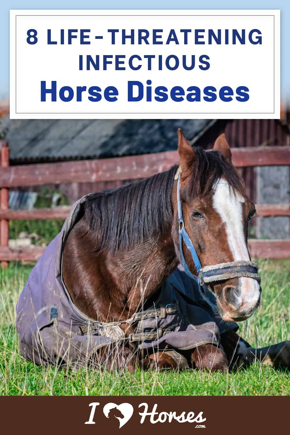 8 Life-Threatening Infectious Diseases In Horses-02