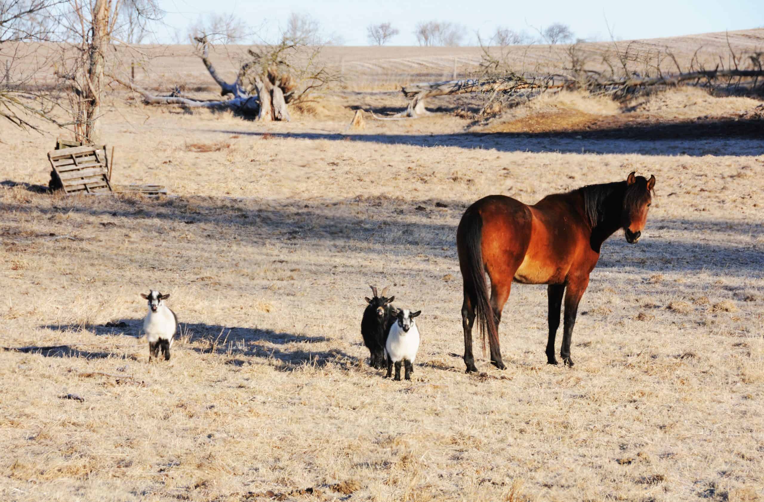 Brown horse in dry pasture with three goats.
