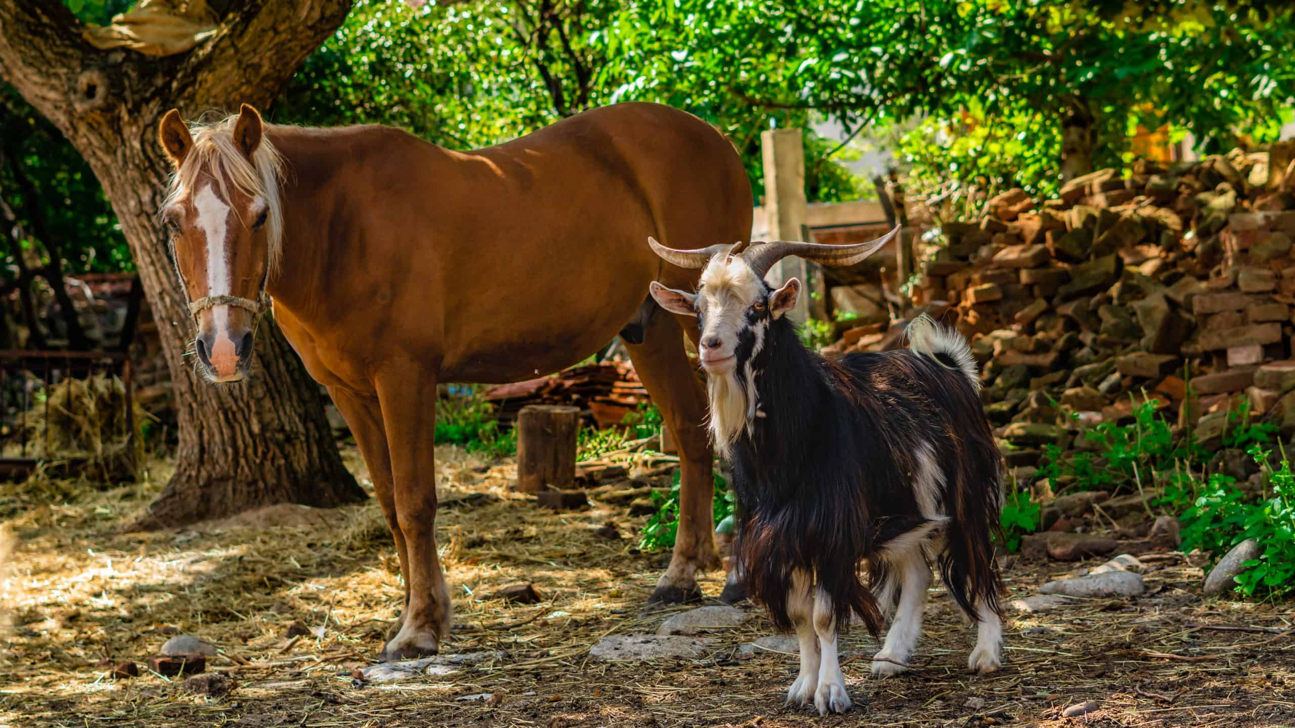 Horse and goat, with big horns