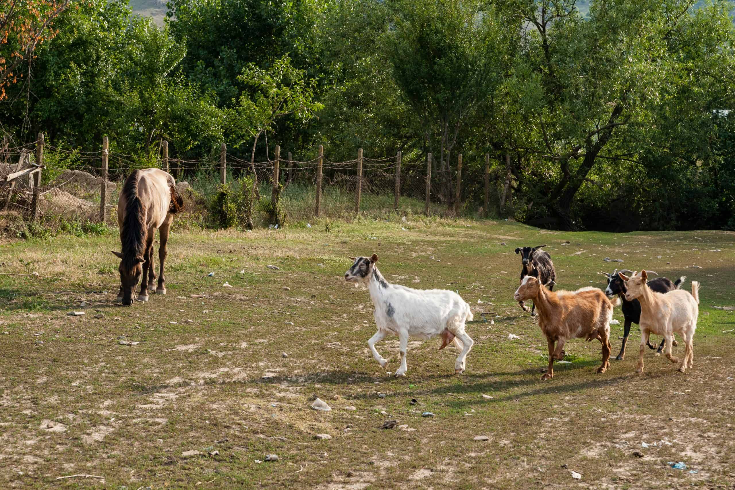 A horse is pasturing on a lawn while some goats walk past it.