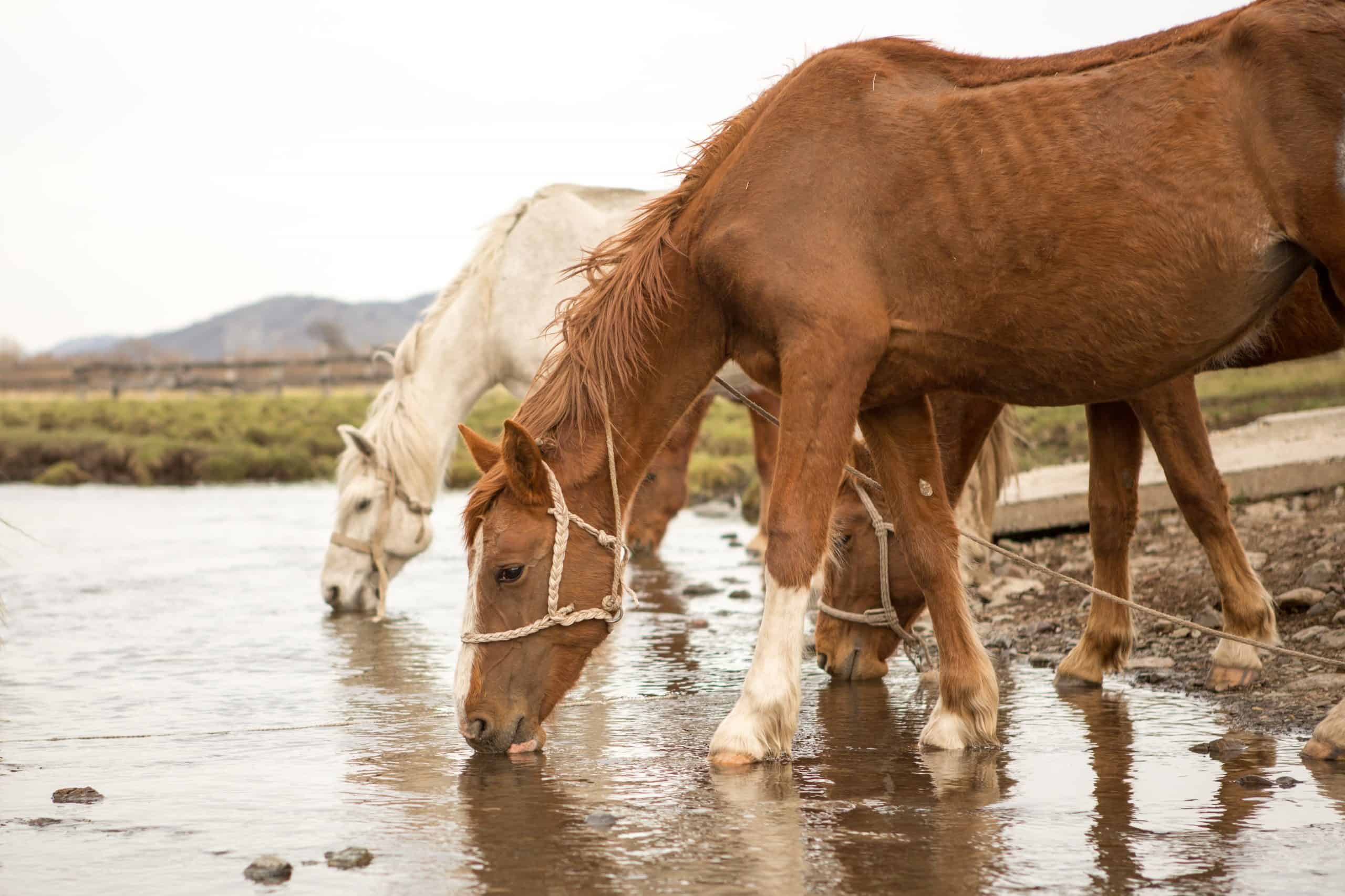 Horse drinking water diseases