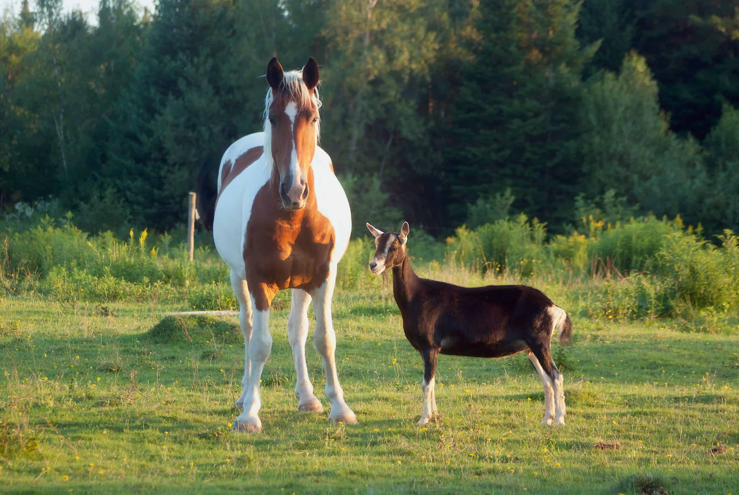 horse and friend standing
