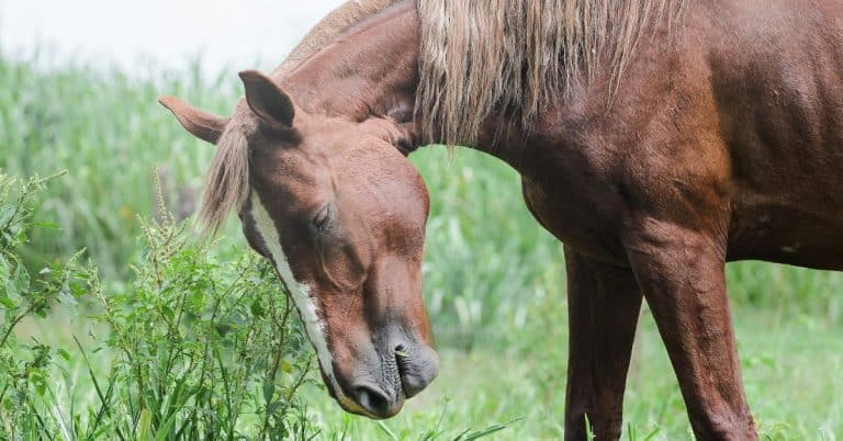 horse diseases prevention and information