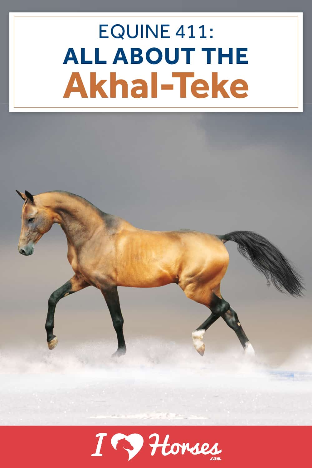 All About The Akhal-Teke