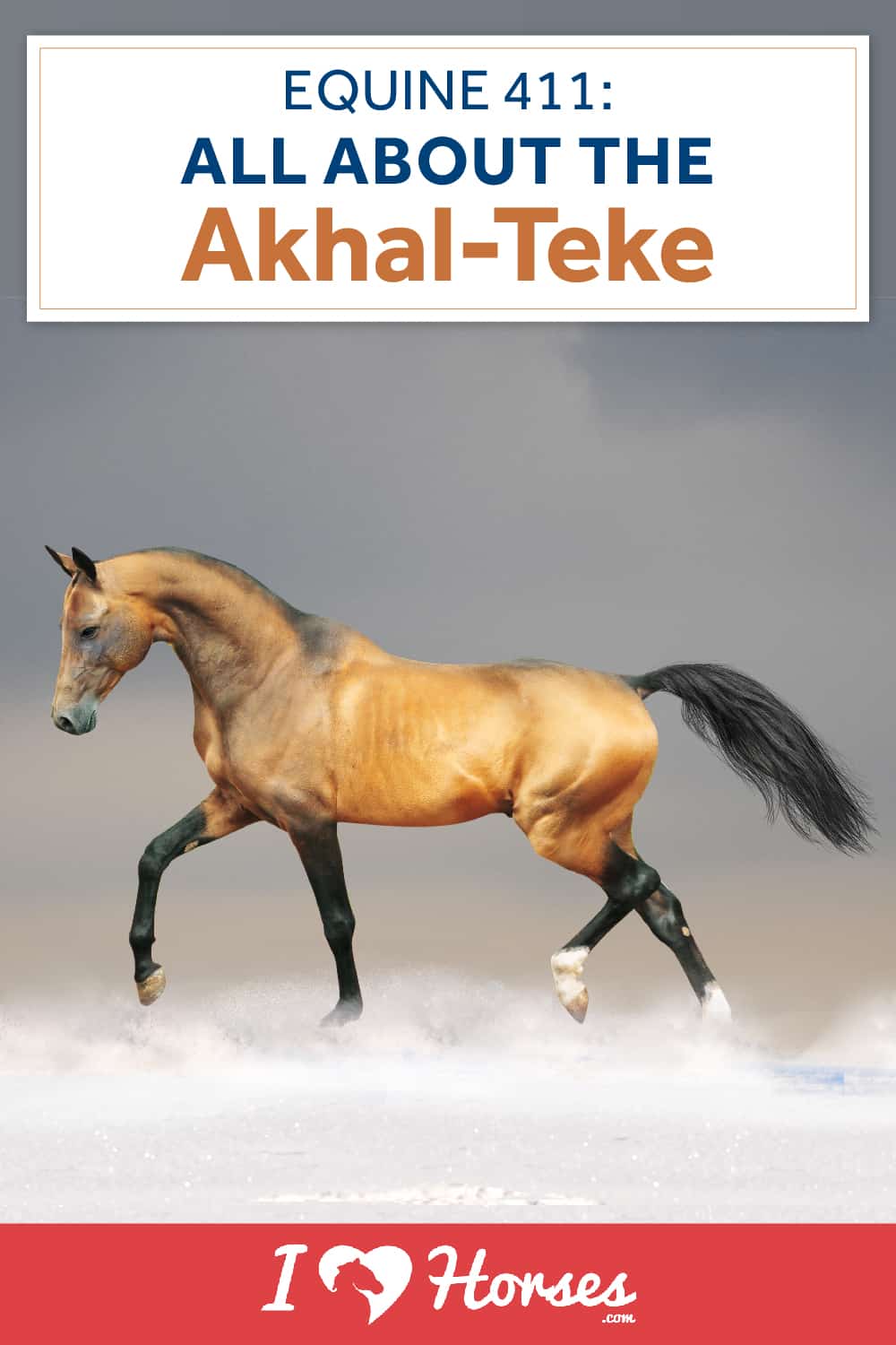 akhal teke gray