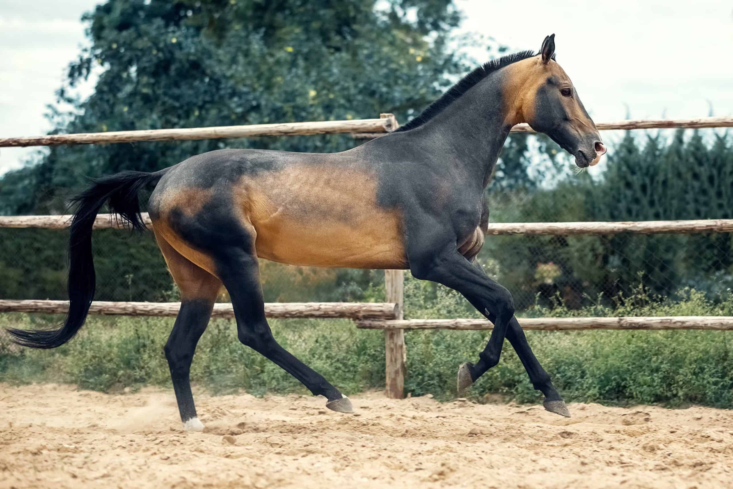 gold akhal teke