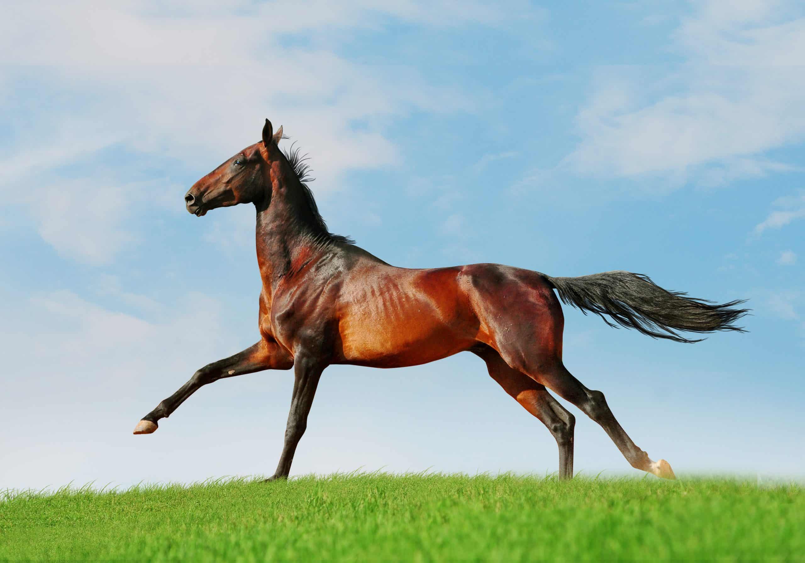 horse running