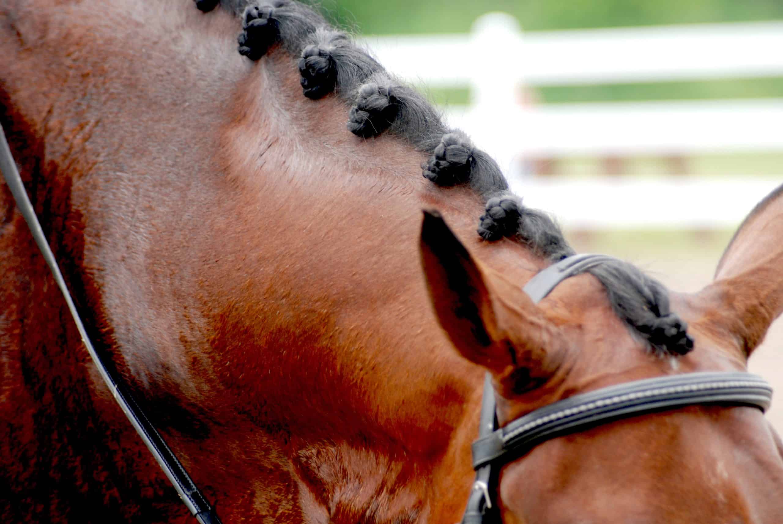 horse mane styles button braids