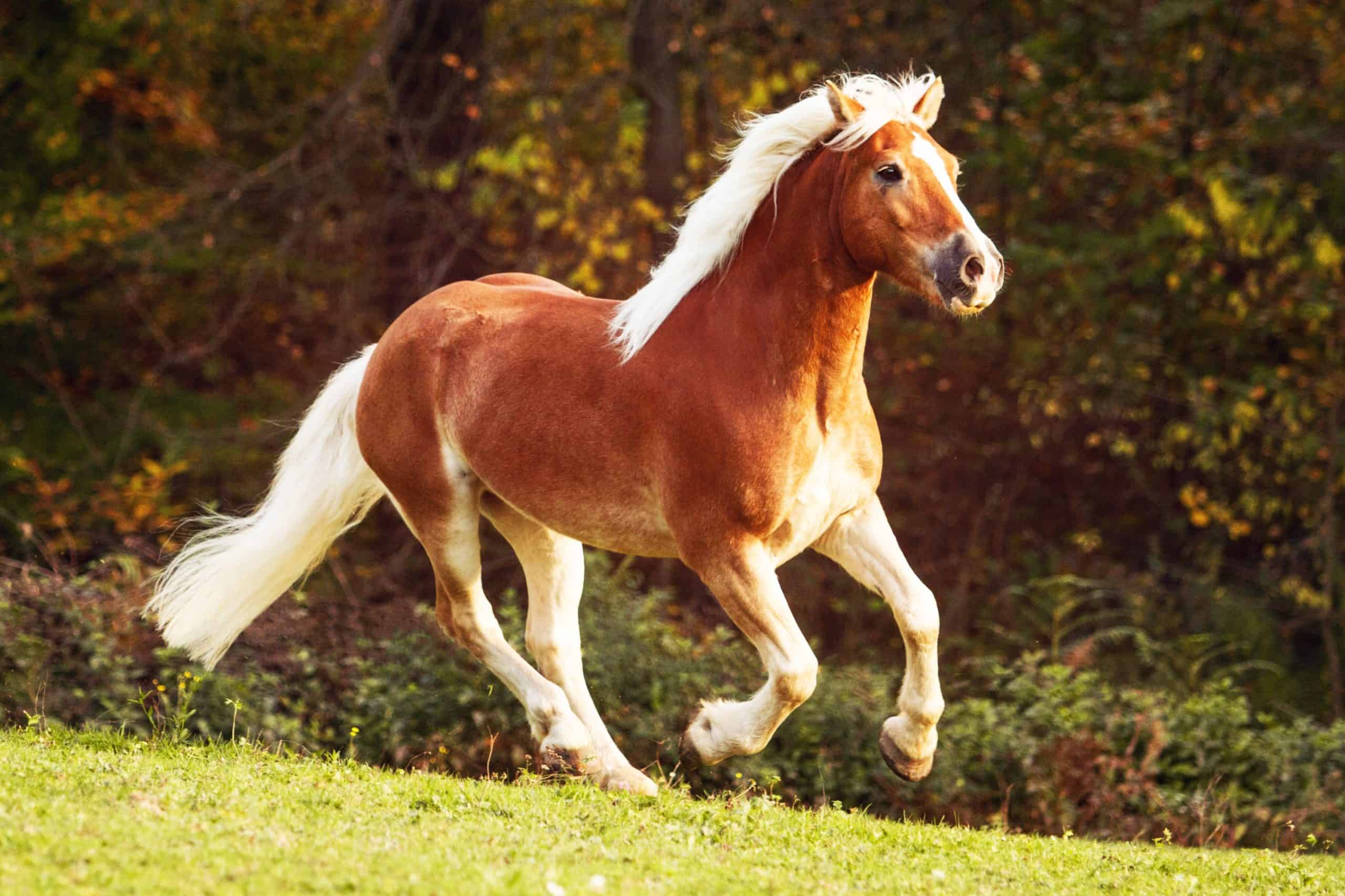 beautiful equine running free