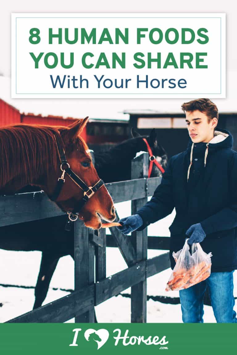 8 Human Foods You Can Share With Your Horse