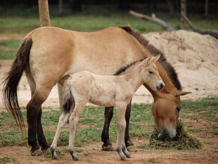 Rare And Nearly Extinct Mongolian Wild Horse Foal Welcomed In Victoria rare-and-nearly-extinct-mongolian-wild-horse-foal-welcomed-in-victoria