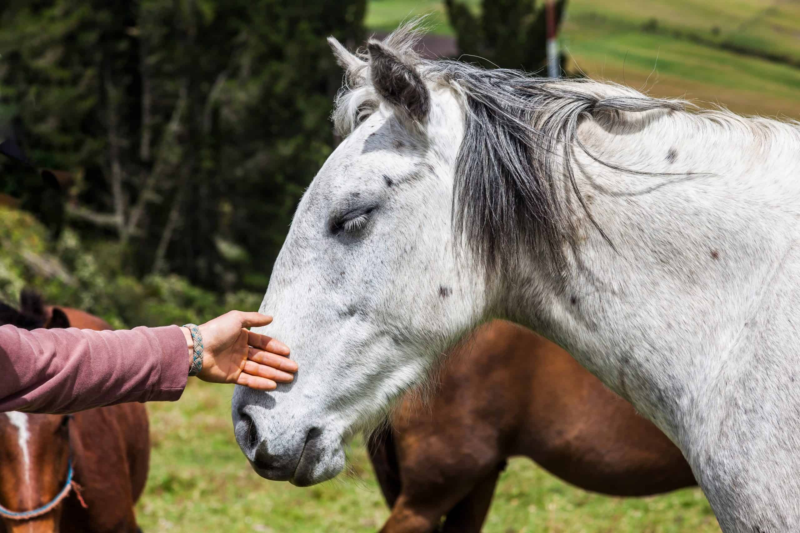 15 Horse Terms That Really Confuse Non-Horse People