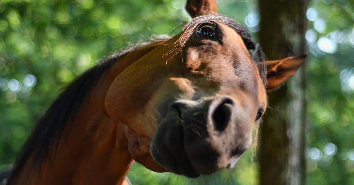 15 Horse Terms That Really Confuse Non-Horse People