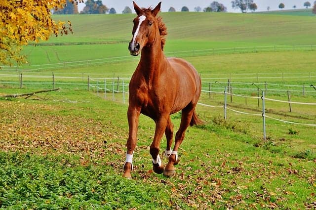 weight gain horse feed