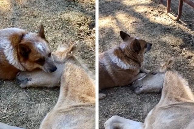 dog adopts orphaned foal