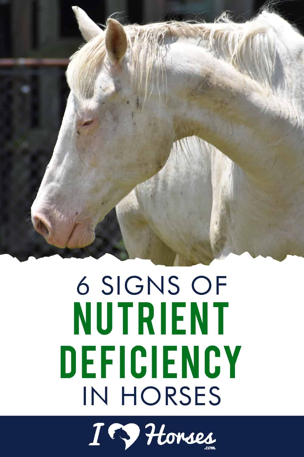 6 Telltale Signs of Nutrient Deficiency in Horses